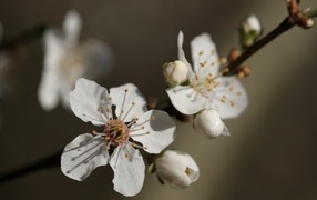 Цветы абрикоса на ветках весной