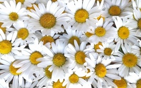 Красивый фон из белых ромашек с желтой серединкой
