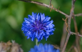 Красивый синий василек крупным планом