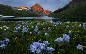 Красивые голубые цветы на фоне гор