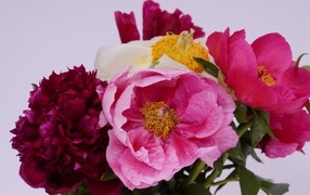 Beautiful bouquet of multi-colored peonies on a gray background