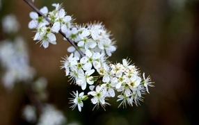 Красивая ветка с белыми цветами вишни на черном фоне весной