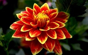 Красивая яркая огненная георгина