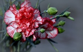 Красивые гвоздики с бутонами на сером фоне