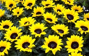 Красивые декоративные цветы подсолнухи