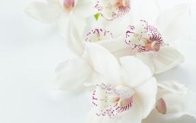 Красивая нежная орхидея с розовыми точками