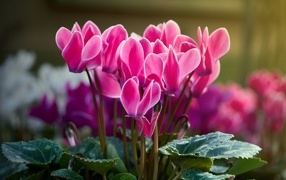 Красивые нежные розовые цветы цикламен