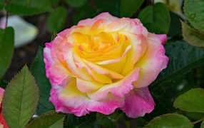 Красивые нежные розовые лепестки розы с желтой серединкой