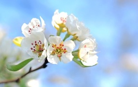 Красивые нежные белые цветы на ветке груши