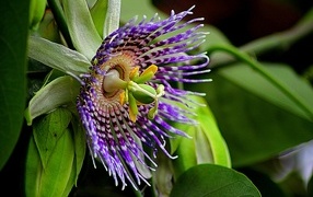Красивый экзотический цветок маракуйи