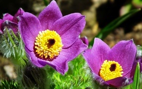 Красивые цветы прострел крупным планом