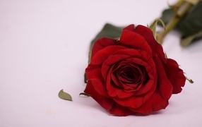 Красивая ароматная красная роза на сером фоне