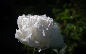 Красивый ароматный белый пион