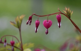 Красивые цветы фуксии крупным планом