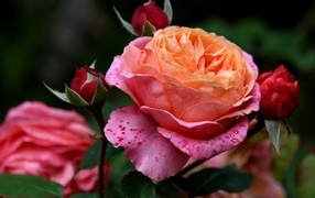 Красивая садовая розовая роза с бутонами