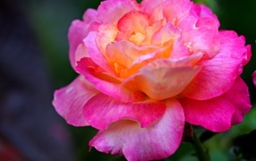 Красивая крупная розовая роза