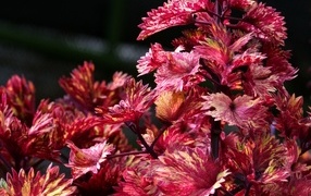 Красивые листья цветка колеус