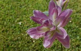 Красивая сиреневая лилия на клумбе