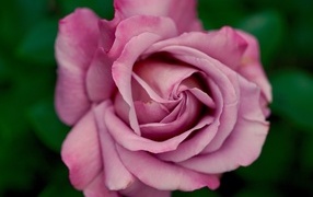 Красивая сиреневая роза крупным планом