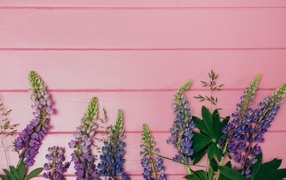 Красивые цветы люпина на розовом фоне