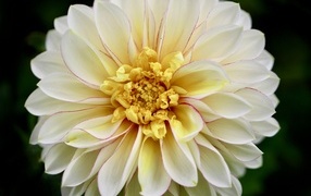 Красивый пышный цветок георгина крупным планом