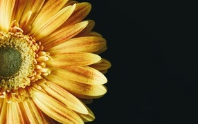 Красивый оранжевый цветок герберы на черном фоне