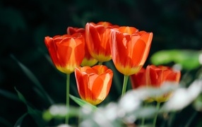 Красивые оранжевые весенние тюльпаны на клумбе