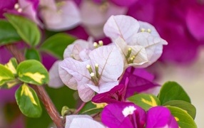 Красивые розовые цветы бугенвиллия