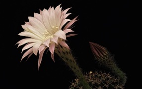 Красивый розовый цветок кактуса на черном фоне