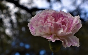 Красивая розовая гвоздика крупным планом