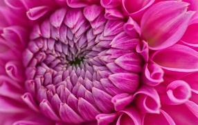 Красивый розовый цветок георгина крупным планом