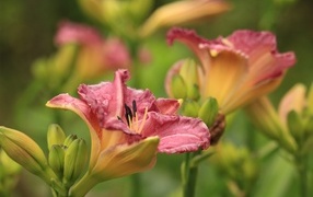 Красивые розовые цветы лилейник с бутонами на клумбе