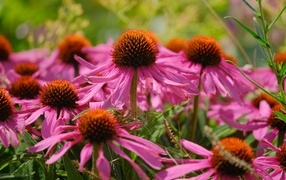 Красивые розовые цветы эхинацеи на клумбе