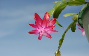 Красивый розовый цветок декабрист