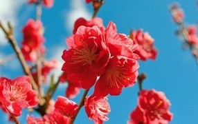 Красивые розовые цветы на ветках весной на голубом фоне