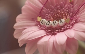 Красивая розовая гербера с надписью любовь