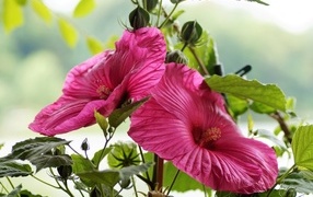 Beautiful pink hibiscus flower