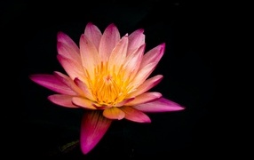 Красивый розовый цветок лотоса на черном фоне