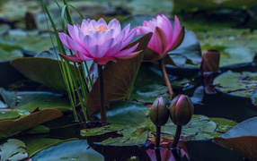 Красивые розовые цветы лотоса с бутонами в воде