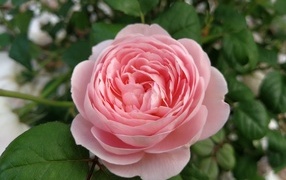 Красивая розовая пышная роза с зелеными листьями