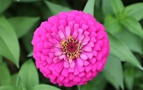 Красивый розовый пышный цветок цинния