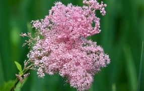 Beautiful pink meadowsweet flower