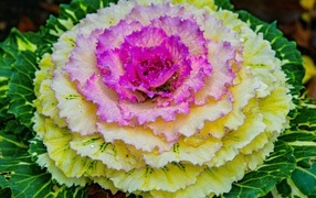 Красивый розовый цветок декоративной капусты