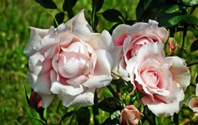 Красивые розовые парковые розы