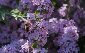 Красивые розовые цветы флокса с пчелой