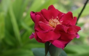 Красивая розовая роза крупным планом