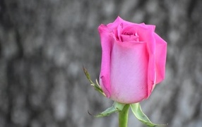 Красивая розовая роза на сером фоне