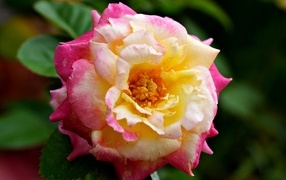 Красивая розовая роза с желтой серединкой близи