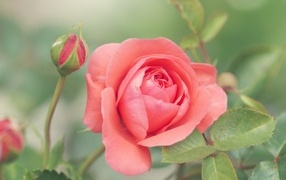 Красивая розовая роза с бутонами на клумбе в парке