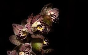 Красивая розовая пятнистая орхидея на черном фоне